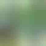 Pflanzenklammern (14 Stück) | PLANTPIN