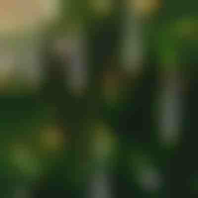 Flammenlose flackernde Kerzen (6 Stück) | CANDLEA